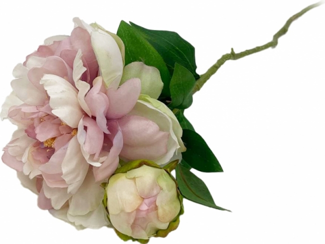 Ветка пиона с бутоном