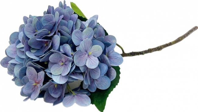 Ветка гортензия синяя