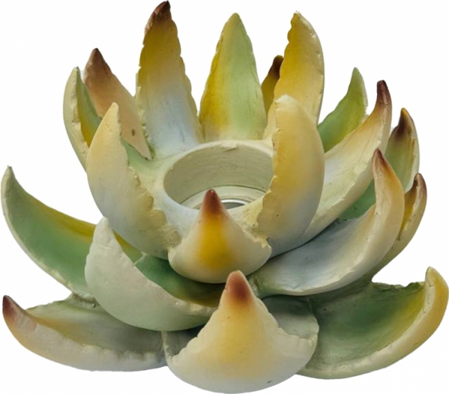 Agave