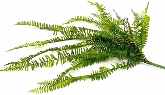 Ветка папоротника (длинная)