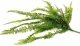Ветка папоротника (длинная)