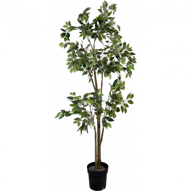 Дерево Фикуса