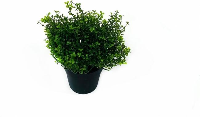 Цветок в горшке с мелкими листьями