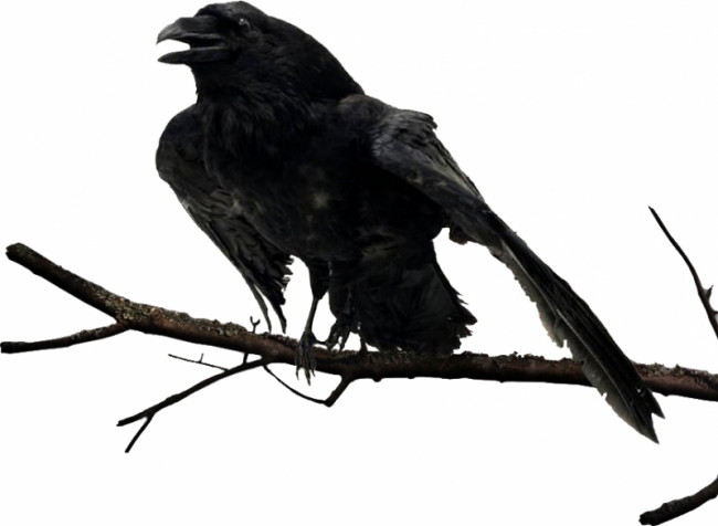 Ворон