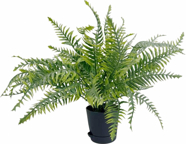 Папоротник