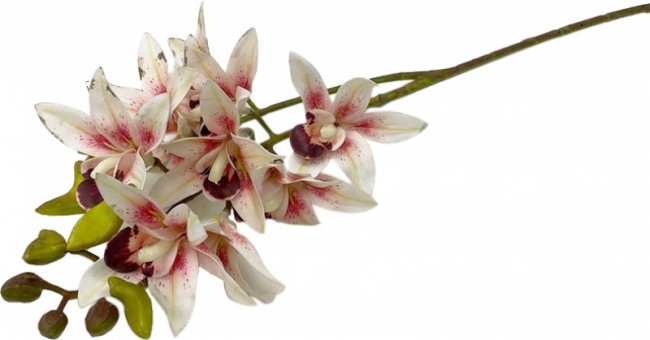 Ветка орхидеи