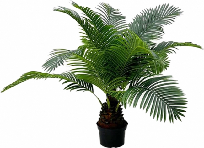 Пальма Цикас