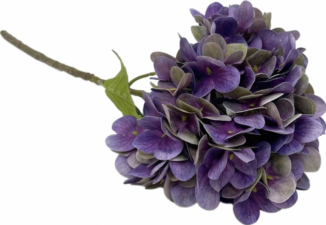 Ветка гортензия фиолетовая