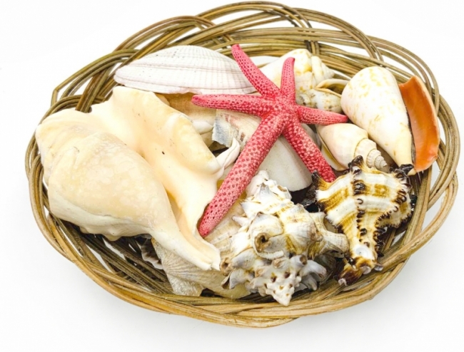 Морская звезда