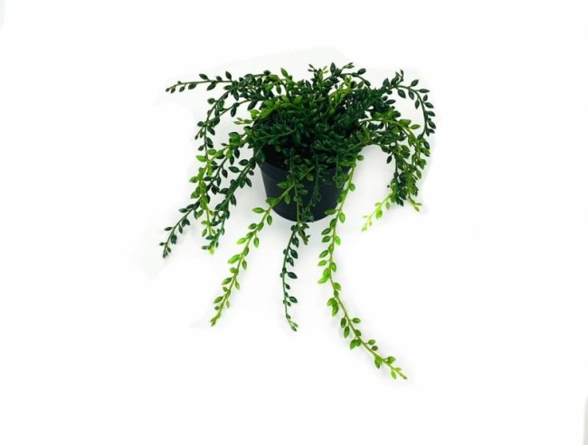 Цветок в горшке с висюльками