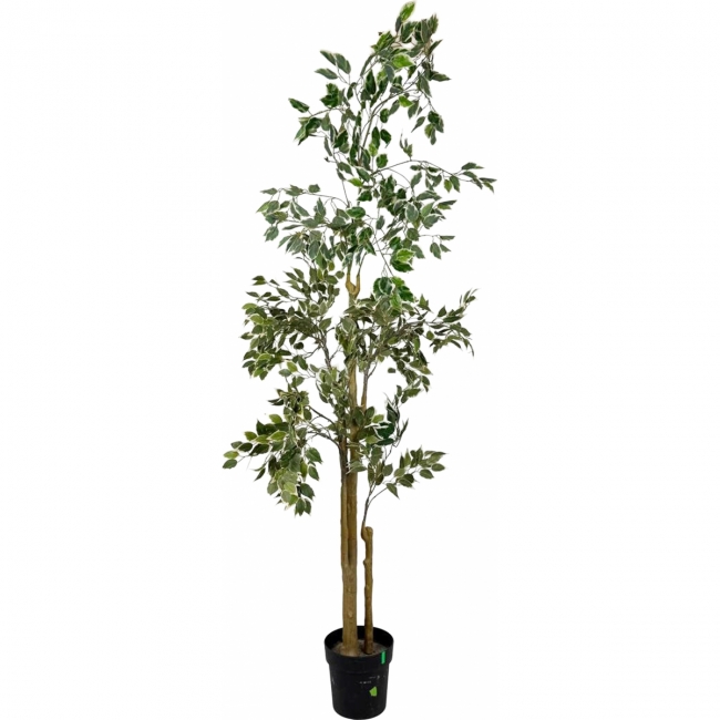 Фикус Бенджамина