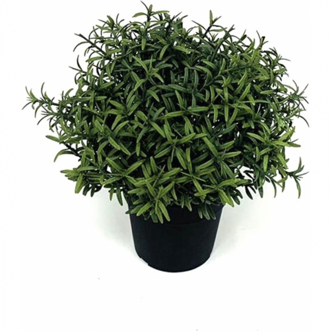 Растение Розмарин