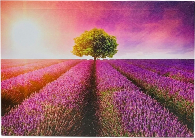 Лавандовое поле