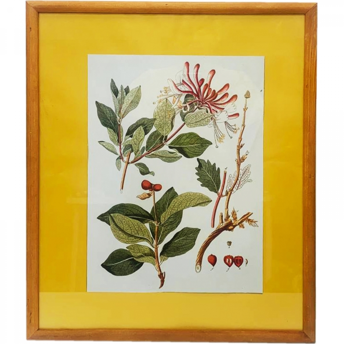 Картина Botanica