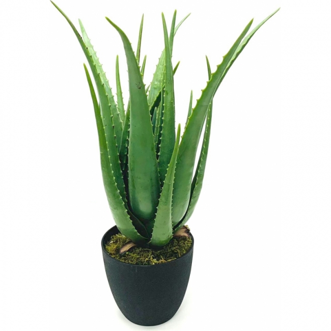 Алоэ искусственное