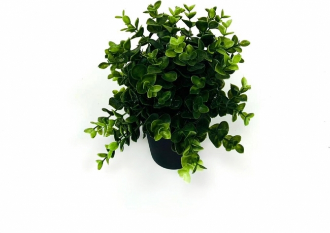 Цветок в горшке Самшит