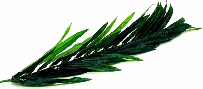 Ветка пальмы в ассортименте