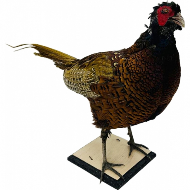 Охотничий фазан