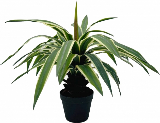 Юкка Глариоза искусственная