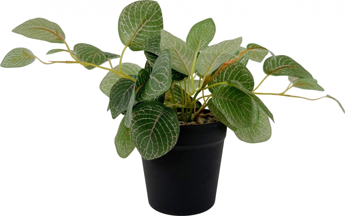 Фиттония искусственная в аренду