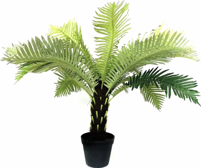 Пальма в горшке h 60 см