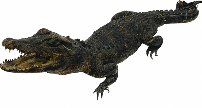 Крокодил