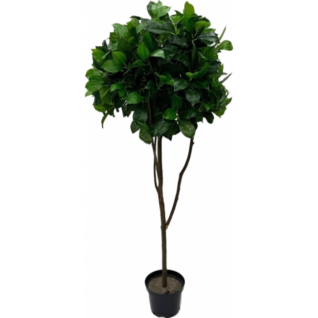 Лавр камфорный искусственный