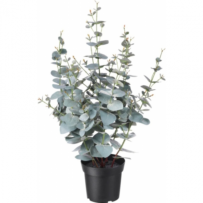 Эвкалипт искусственный