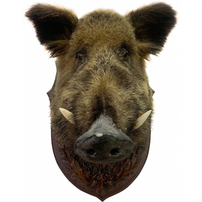 Голова Кабана Big