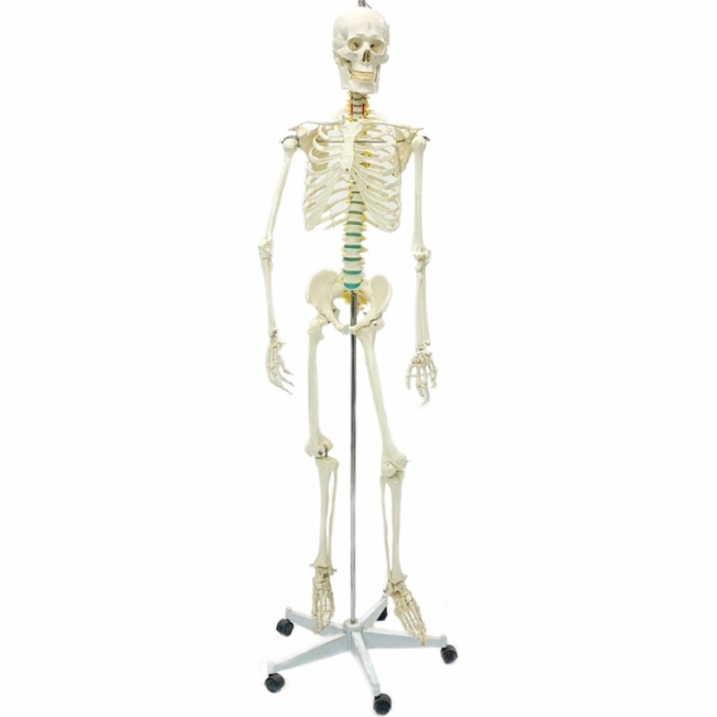 анатомический