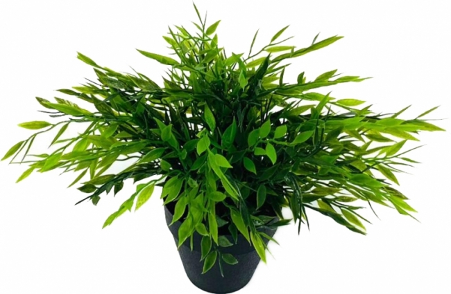 Растение в горшке с острыми листьями