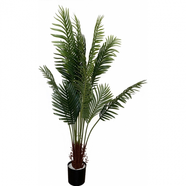 Пальма Кустовая