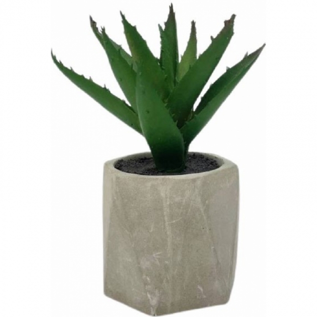 Алое в кашпо